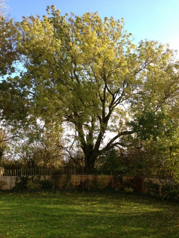 Ash Tree 1