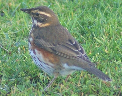 Redwing